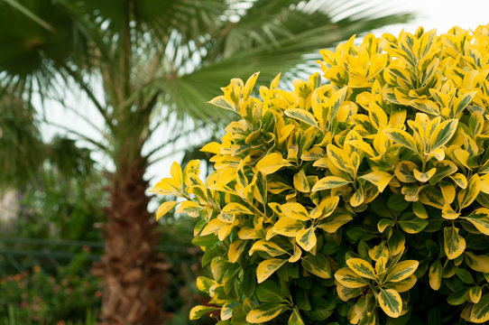 Plant Ligustrum ovalifolium Aureum
