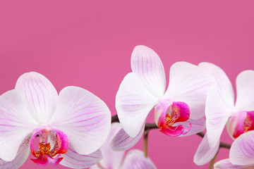 Obraz na płótnie Canvas Beautiful pink orchid closeup.