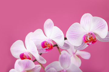 Plakat Beautiful pink orchid closeup.