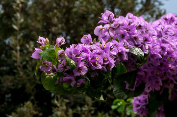 branch blooming azalea