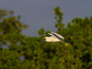 Snowy Egret in Flight