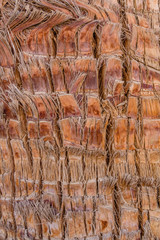 Texture of the palm tree trunk for background
