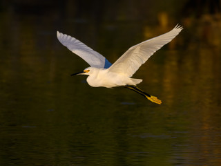 Snowy Egret in Flight