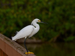 Snowy Egret Perched on Bridge Rail