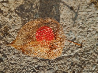 Dry Physalis with a red berry inside in sun rise