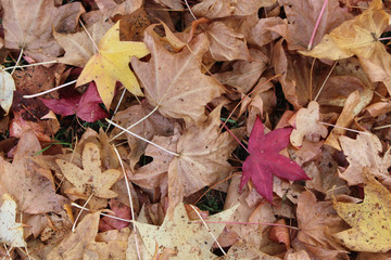 Autmn leaves lying on the floor with different colors
