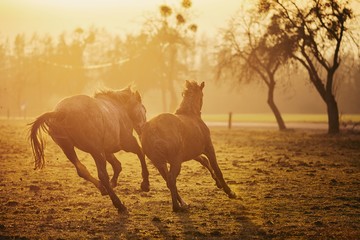 Two horses at sunset