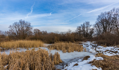 Winter forest on the Vistula river in Krakow, Poland
