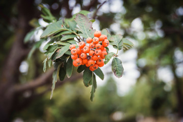 rowan