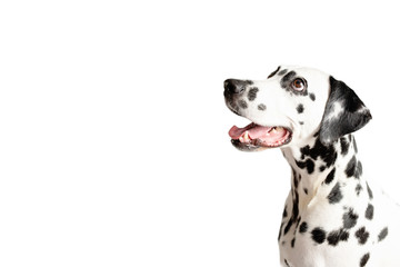 Dalmatian dog portrait with tongue out isolated on white background. Dog looks left. Copy space