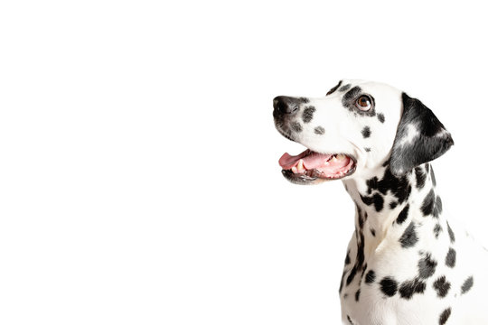 Dalmatian Dog Portrait With Tongue Out Isolated On White Background. Dog Looks Left. Copy Space