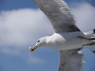 ウミネコ 石巻湾 005