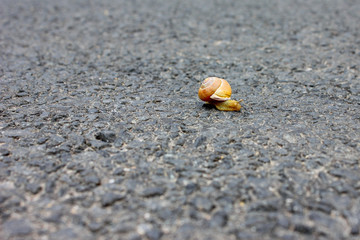 Nahaufnahme einer Schnecke auf Asphaltstraße