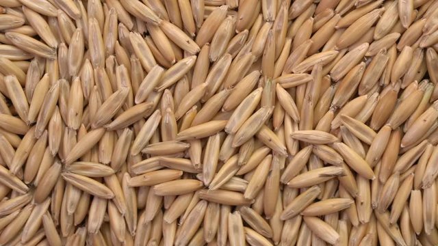 oat grain closeup, top view slider pan