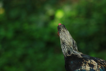 bird on the grass