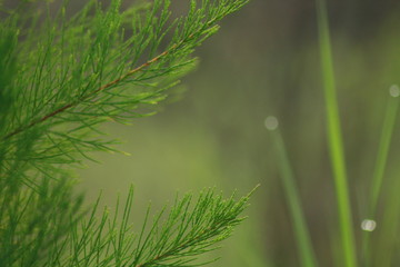 green grass with water drops