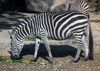 Fototapeta na wymiar Grant`s zebra. Latin name - Equus quagga boehmi