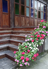 Fototapeta na wymiar madagasca periwinkle colorful flower group in pot decorate in garden