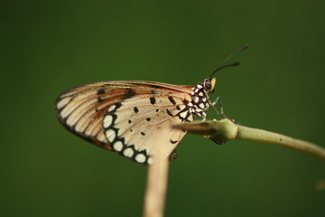 Butterfly On Stalk