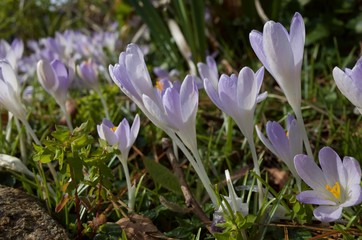 Crocus flowers of Spring, U.K.