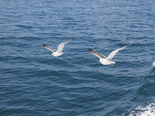 ウミネコ 石巻湾 008