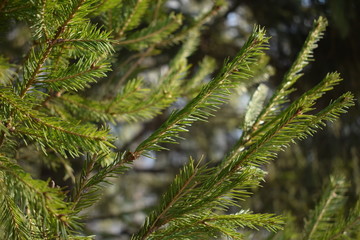 Fir tree needles in beams of the sun