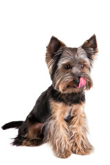 yorkshire terrier shows tongue on white background