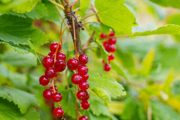 red currant in the natural environment