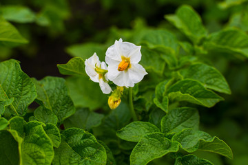 potatoes bloom in the natural environment