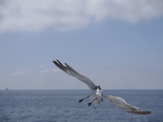 ウミネコ 石巻湾 014