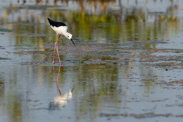 Obraz premium Black-winged Stilt walking and finding food from the coastal intertidal area