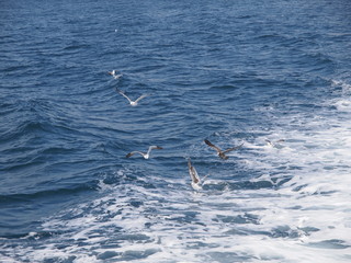 ウミネコ 石巻湾 016