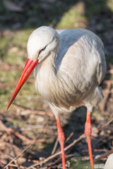 Weißstörche Weißstorch (Ciconia ciconia) Klapperstorch