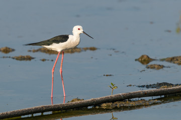 Black-winged Stilt standing on the coastal intertidal area