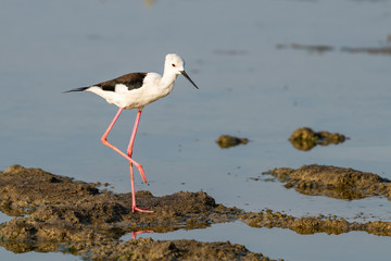 Black-winged Stilt walking and finding food from the coastal intertidal area