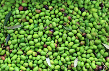Olives