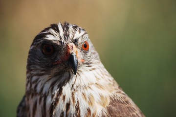 Gabar Goshawk