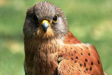 Rock Kestrel