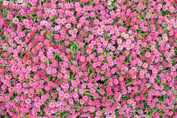 Fototapeta premium Background beautiful field of pink flowers in the garden