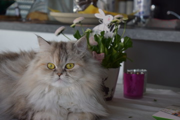 persian cat