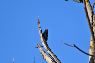 Red woodpecker eating insect from he branch 