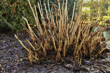 winter - hydrangea macrophylla