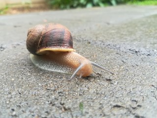 davsnail