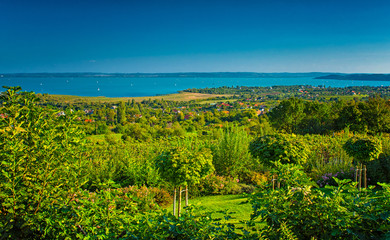 Nice vineyard with lake Balaton