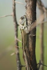 lizard on a tree