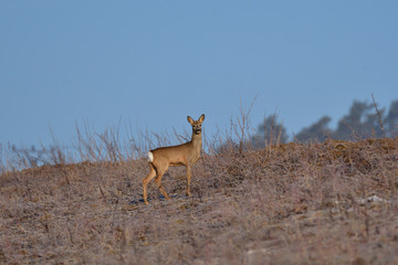 Roedeer and roe jumping to hide to the forest in winter 