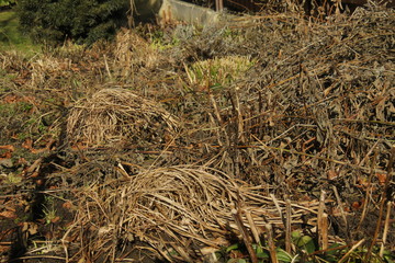 Winter - flower bed of perennials