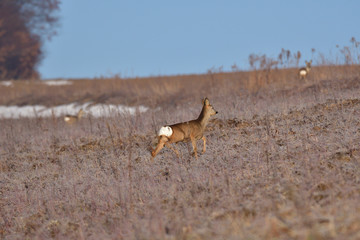 Roedeer and roe jumping to hide to the forest in winter 