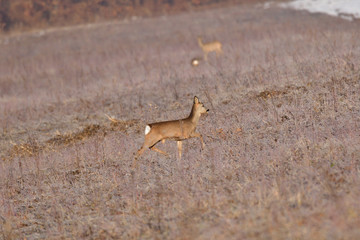 Roedeer and roe jumping to hide to the forest in winter 