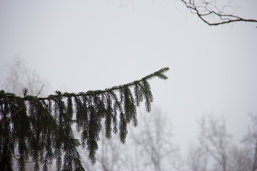 Pine branch against a gray sky